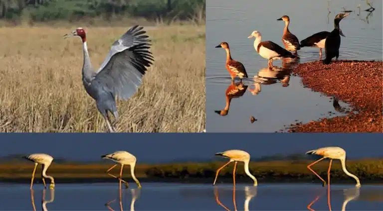 India Now Protects 98 Ramsar Important Wetlands: Why Patna Bird Sanctuary and Chhari-Dhand Are Important 37 India Now Protects 98 Wetlands Why Patna Bird Sanctuary and Chhari-Dhand Are Important