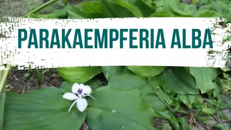 Parakaempferia Alba: New Ginger Species Discovered in Arunachal Pradesh 18 Parakaempferia Alba New Ginger Species Discovered in Arunachal Pradesh
